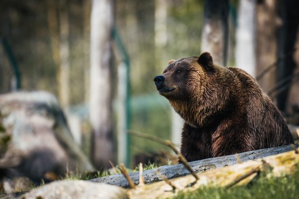 de 3 sterktes van de beer die jouw werkgeluk boosten